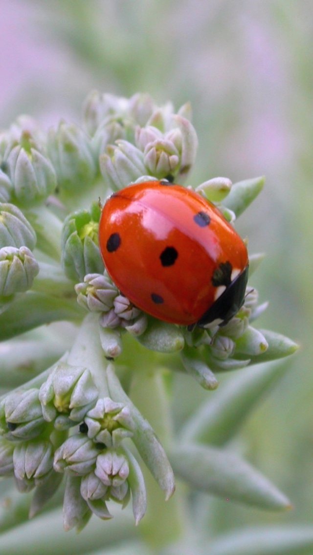 Sfondi UK Ladybird 640x1136