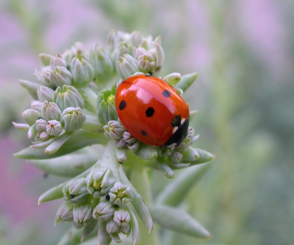 UK Ladybird screenshot #1 960x800
