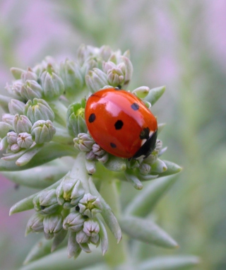 UK Ladybird sfondi gratuiti per Nokia Asha 306