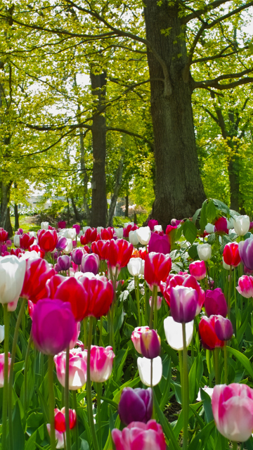 Field of Tulips screenshot #1 360x640