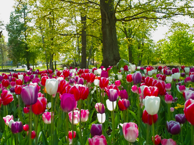 Fondo de pantalla Field of Tulips 640x480