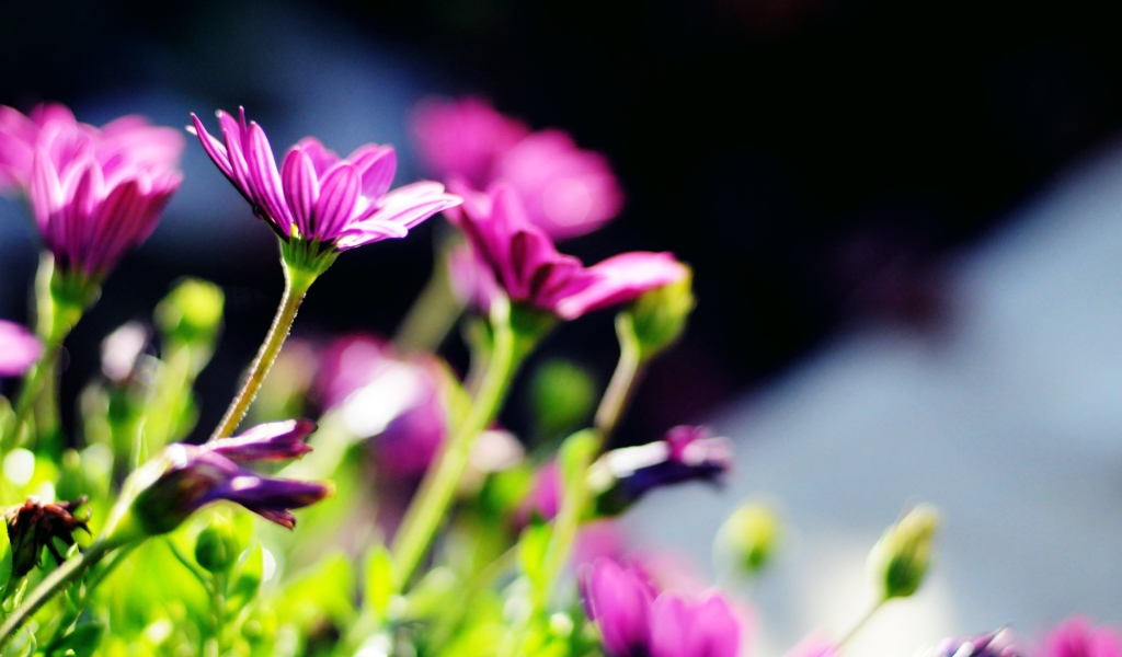 Purple Bouquet screenshot #1 1024x600
