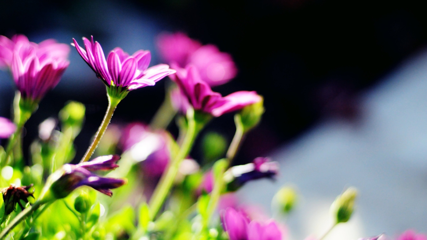 Purple Bouquet screenshot #1 1366x768