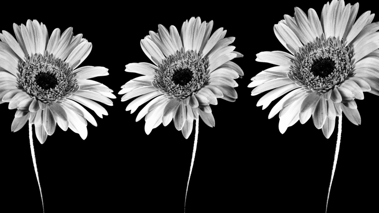 Gerbera Flowers wallpaper 1280x720