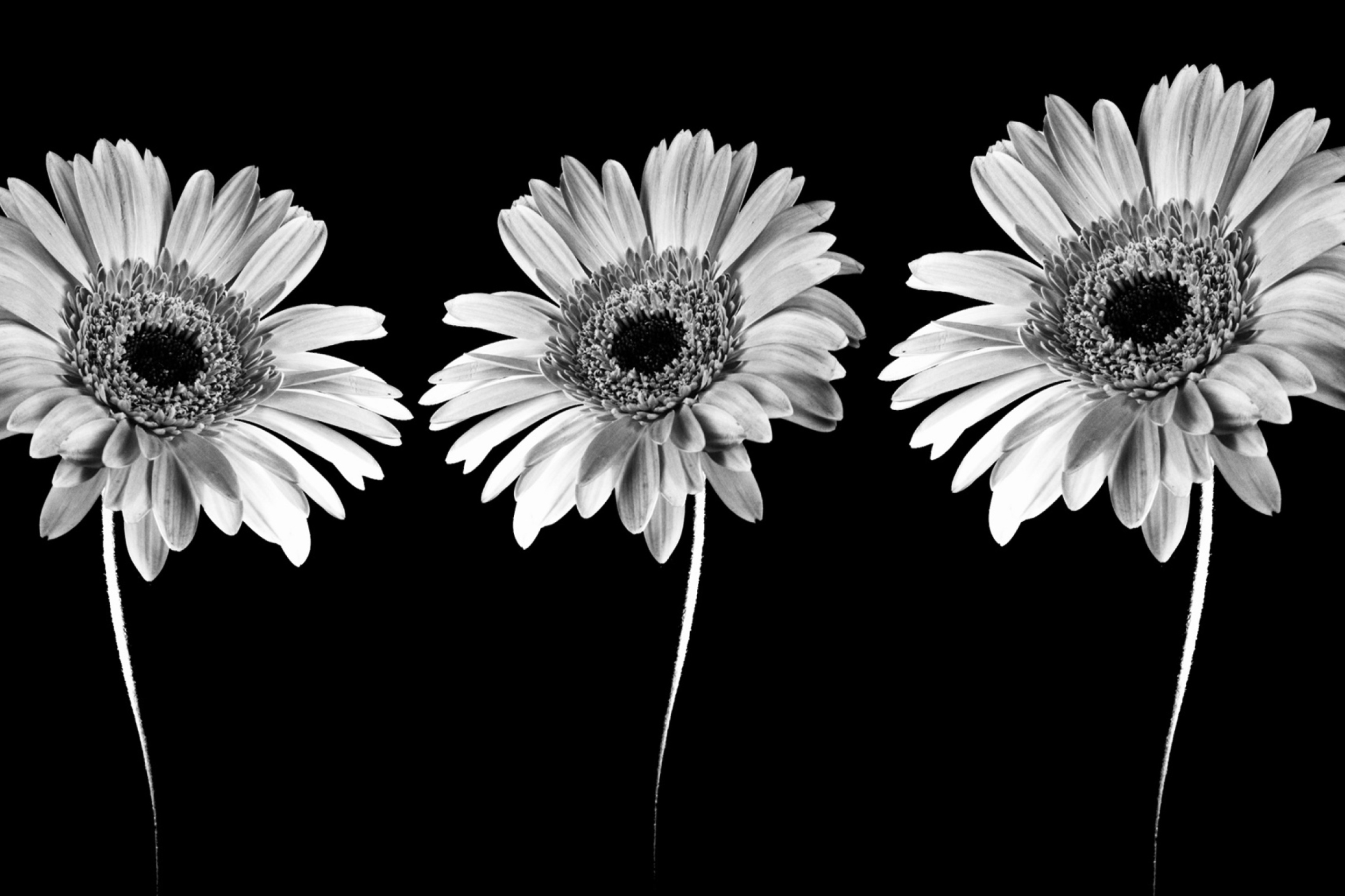 Обои Gerbera Flowers 2880x1920