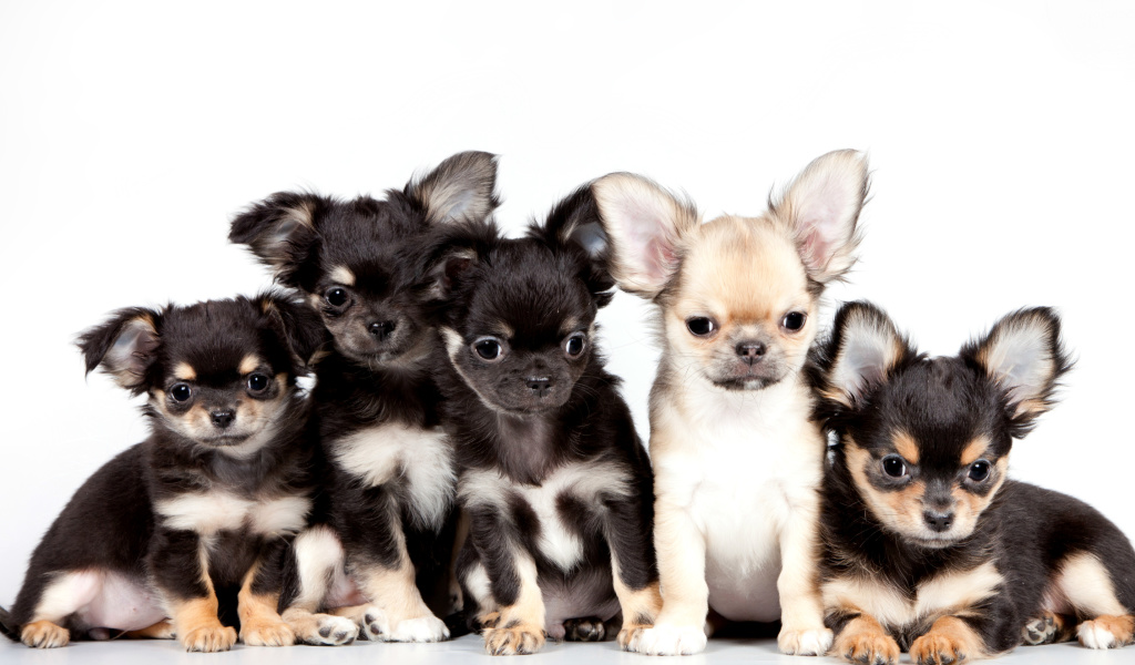 Chihuahua Puppies wallpaper 1024x600
