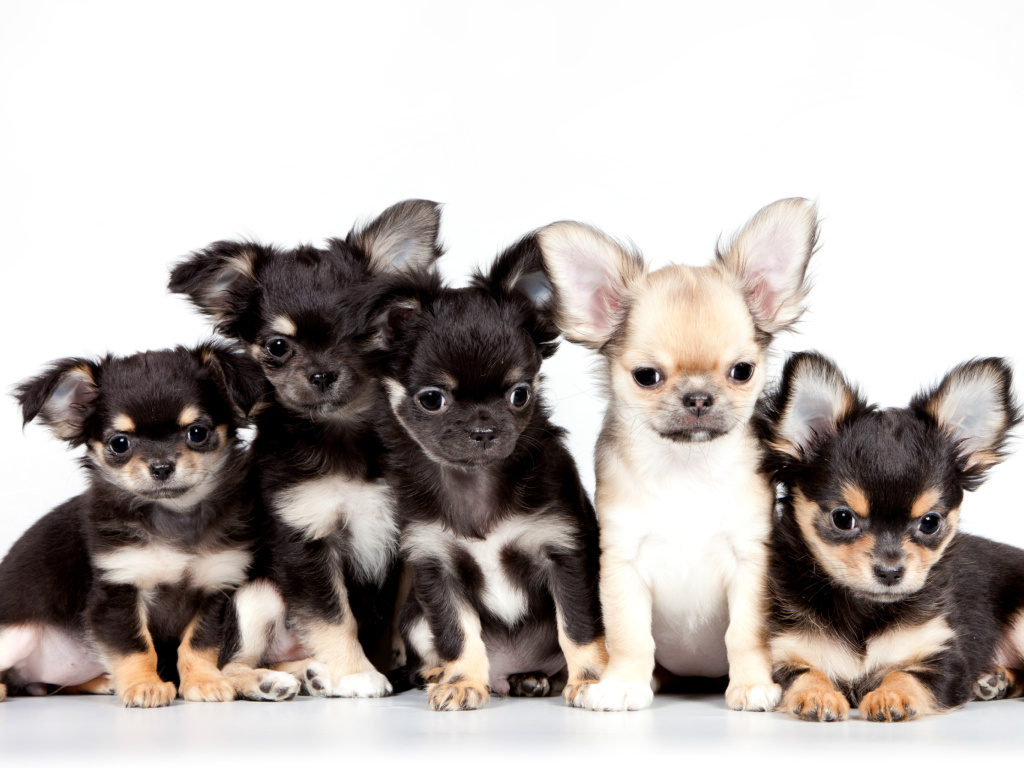 Chihuahua Puppies wallpaper 1024x768