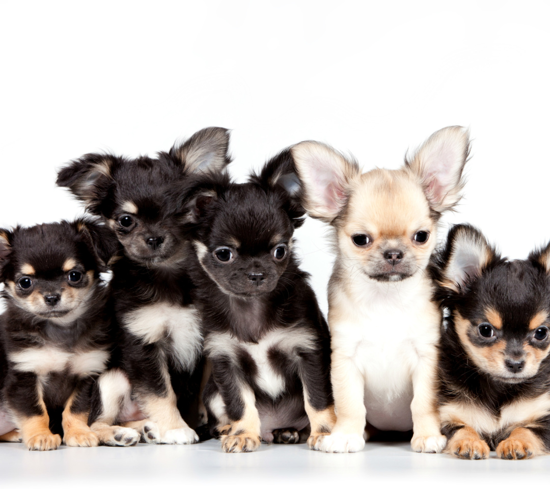Das Chihuahua Puppies Wallpaper 1080x960