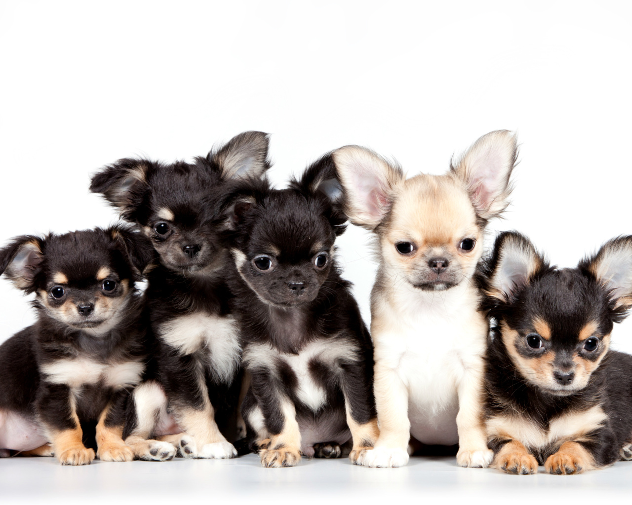 Fondo de pantalla Chihuahua Puppies 1280x1024