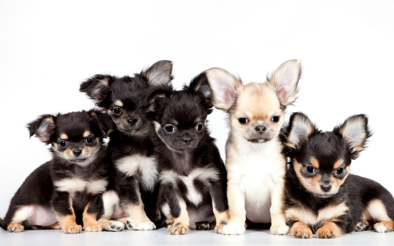 Chihuahua Puppies wallpaper 1280x800