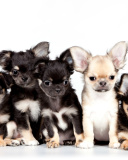 Fondo de pantalla Chihuahua Puppies 128x160