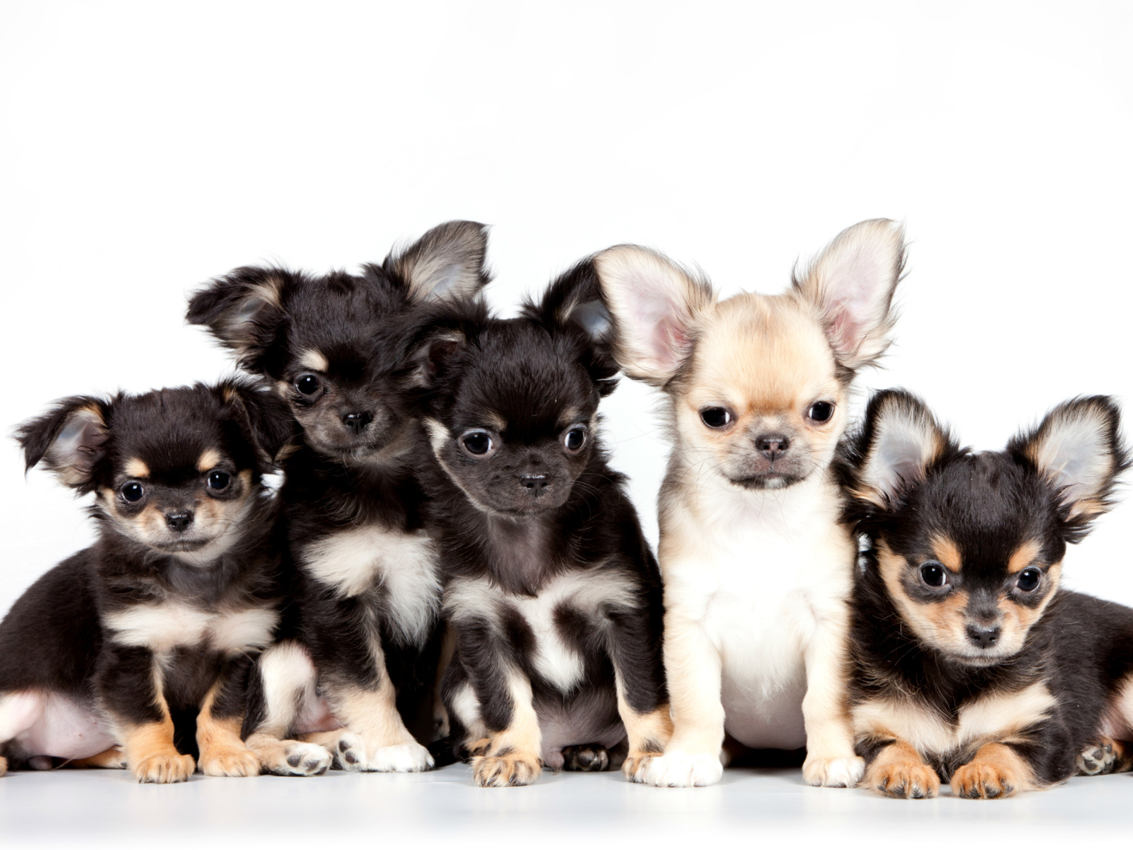 Chihuahua Puppies wallpaper 1600x1200