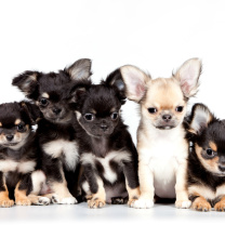 Das Chihuahua Puppies Wallpaper 208x208