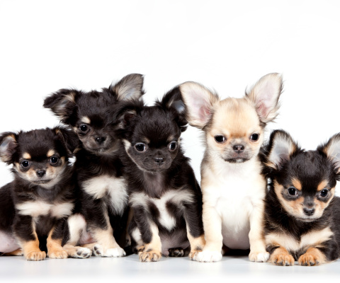 Обои Chihuahua Puppies 480x400