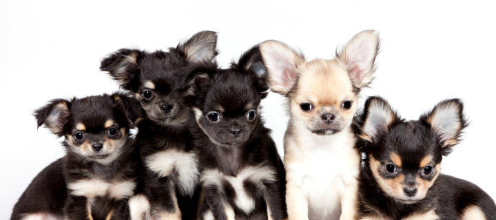 Chihuahua Puppies wallpaper 720x320