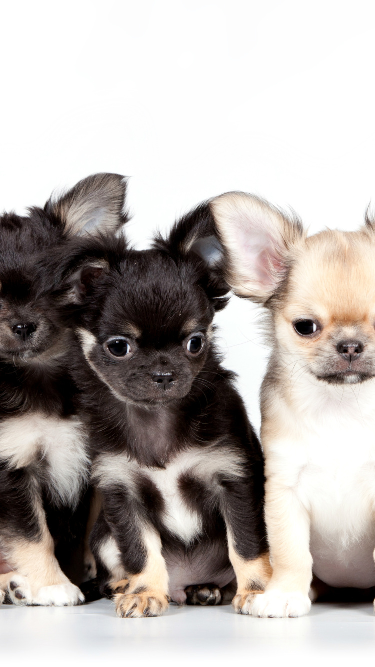 Chihuahua Puppies wallpaper 750x1334