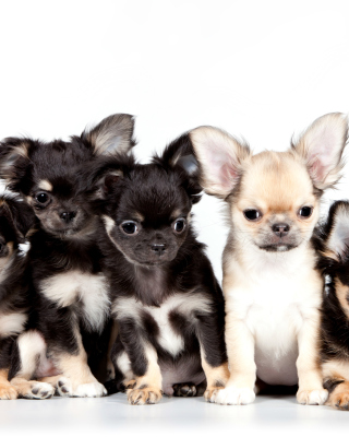 Kostenloses Chihuahua Puppies Wallpaper für iPhone 5