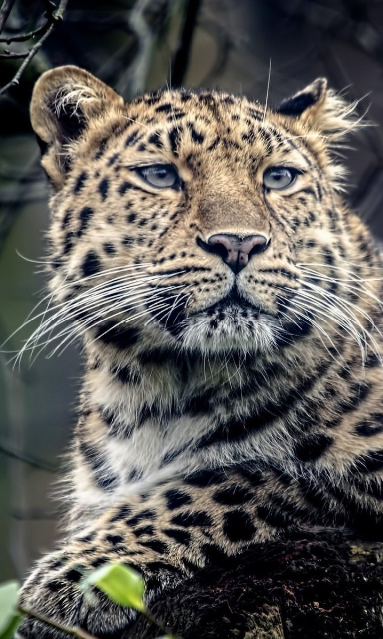 Das Leopard Wallpaper 768x1280