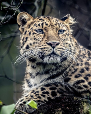 Leopard - Obrázkek zdarma pro 640x960