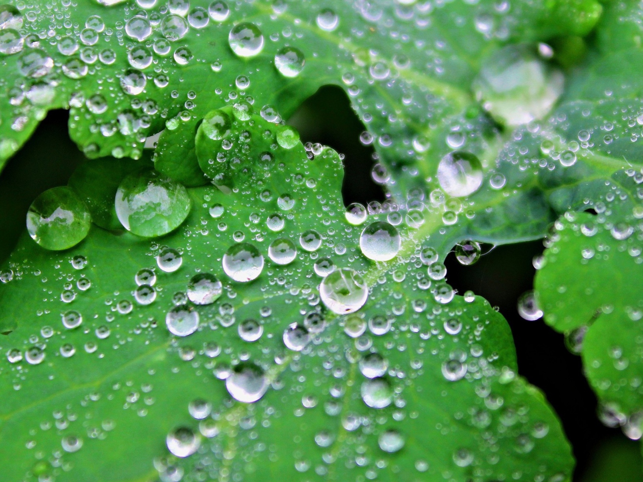 Screenshot №1 pro téma Clear Dew Drops On Green Leaf 1280x960