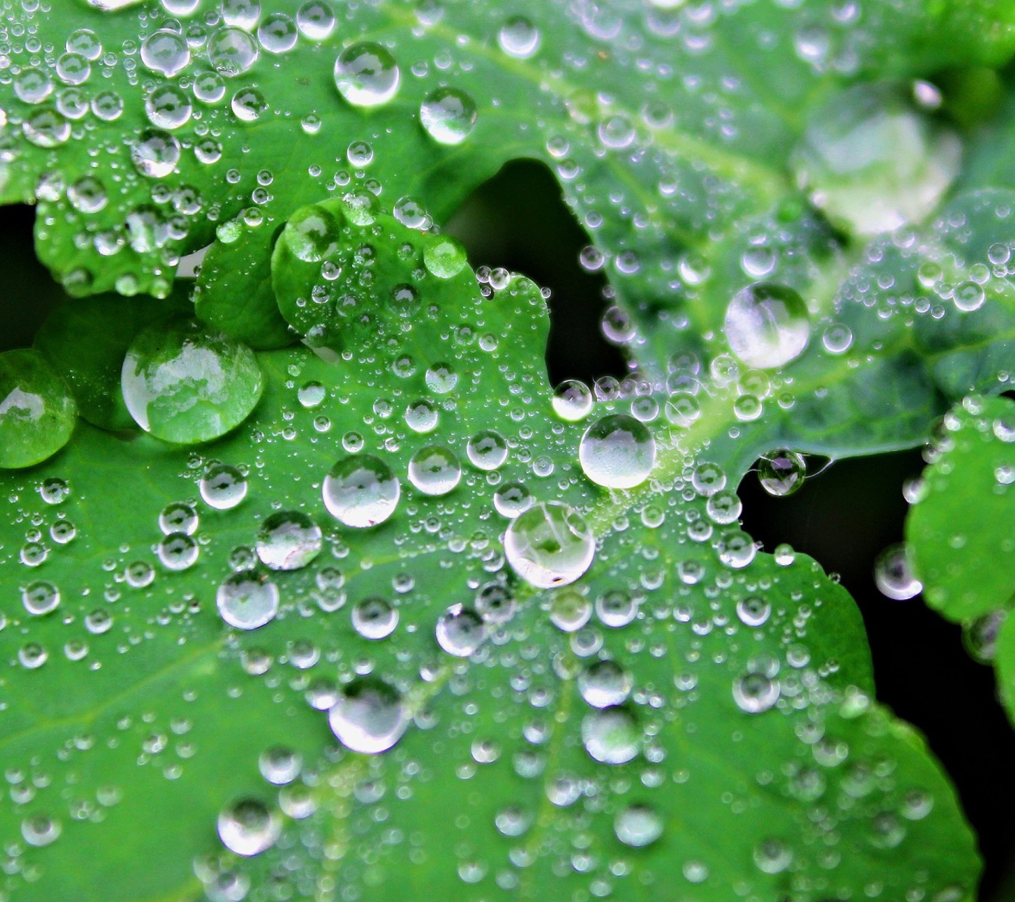 Screenshot №1 pro téma Clear Dew Drops On Green Leaf 1440x1280