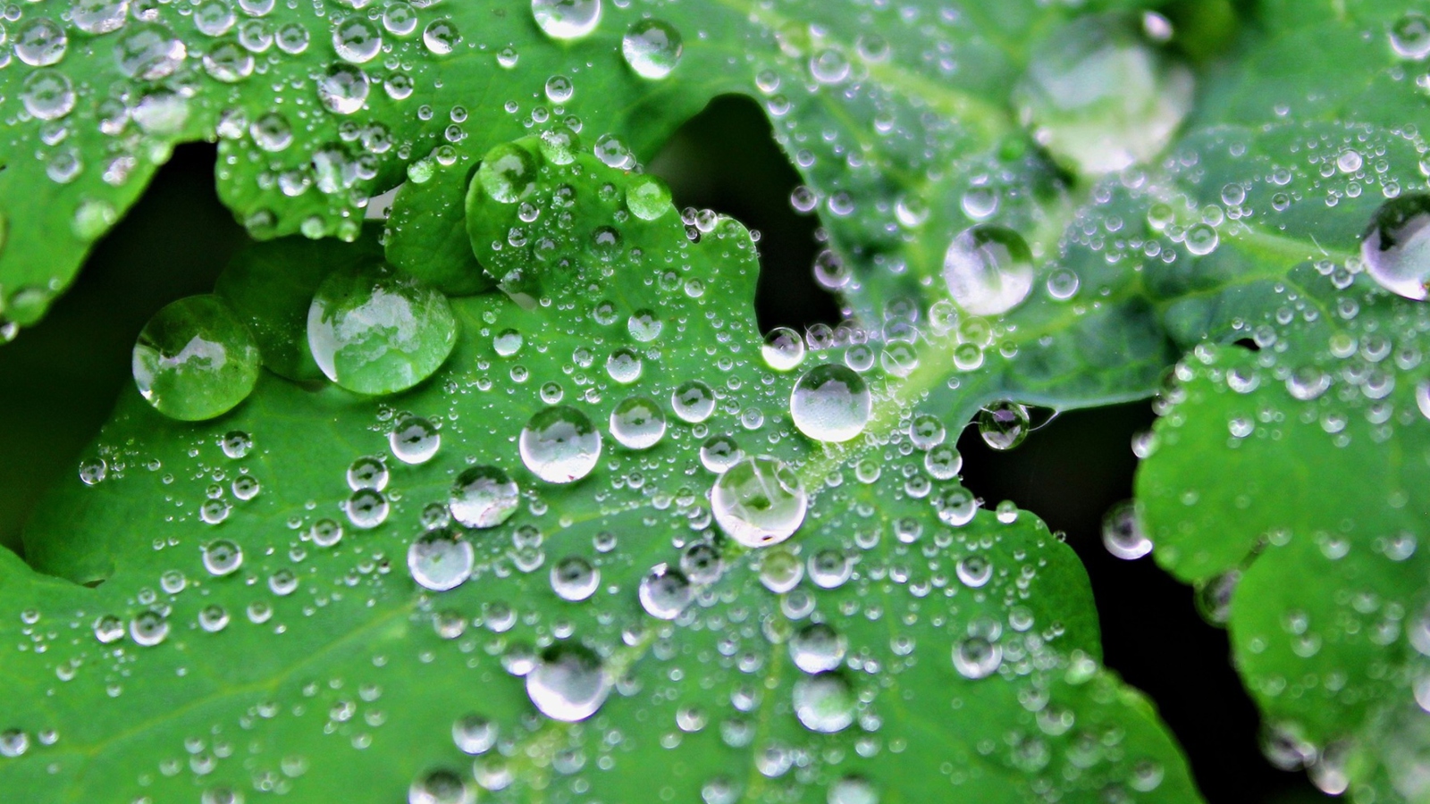 Fondo de pantalla Clear Dew Drops On Green Leaf 1600x900