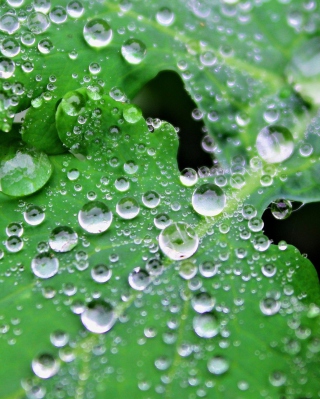 Clear Dew Drops On Green Leaf - Obrázkek zdarma pro Nokia C1-01