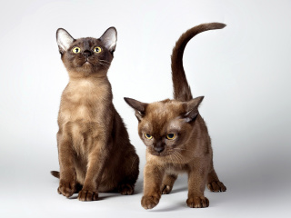Two kittens wallpaper 320x240
