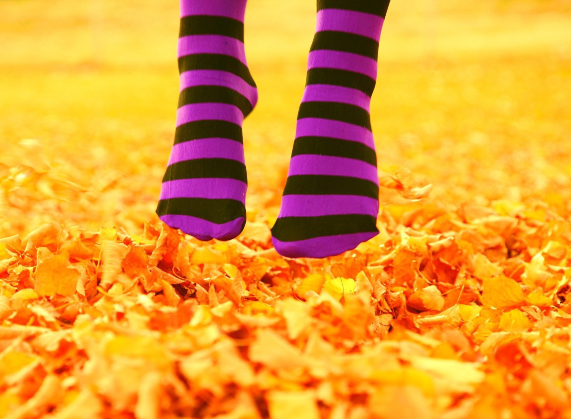 Обои Purple Feet And Yellow Leaves 1920x1408