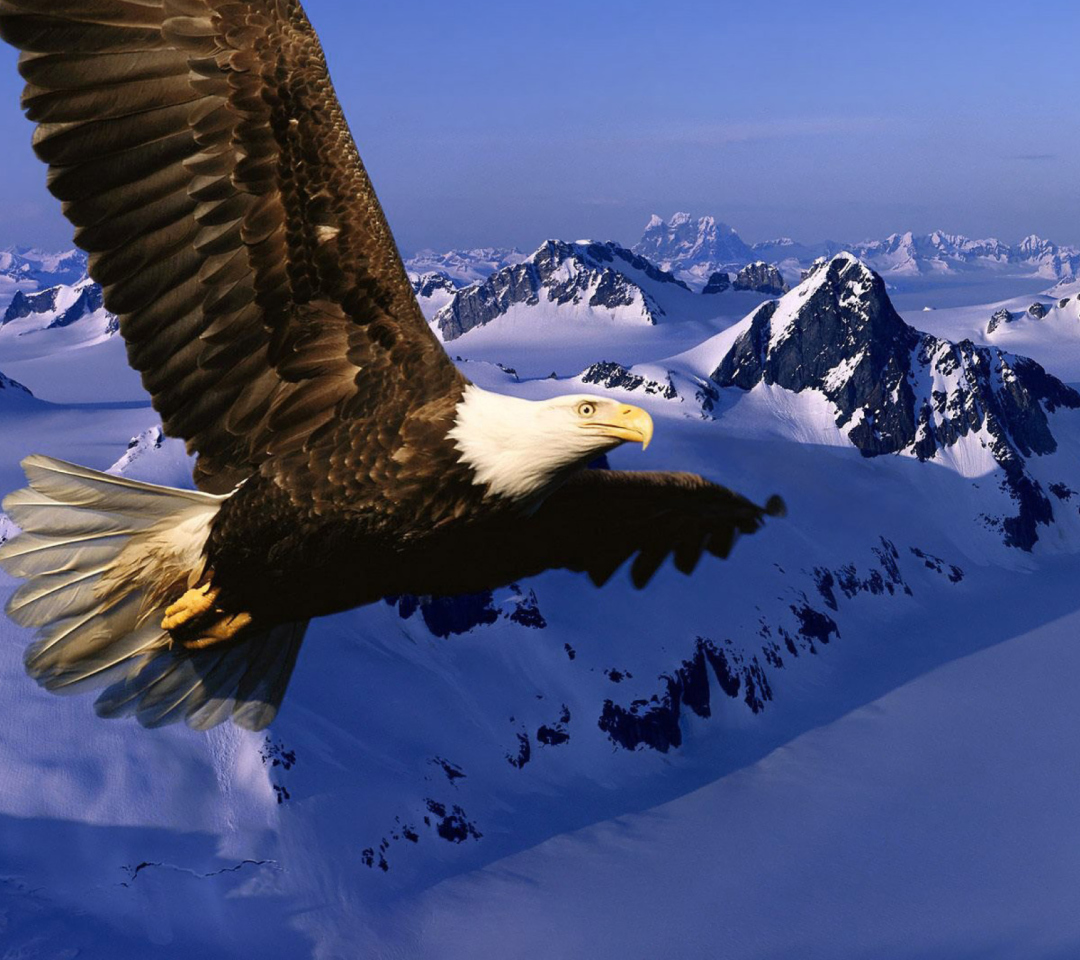 American Eagle wallpaper 1080x960