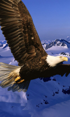 Das American Eagle Wallpaper 240x400