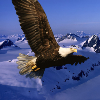 American Eagle - Obrázkek zdarma pro iPad mini