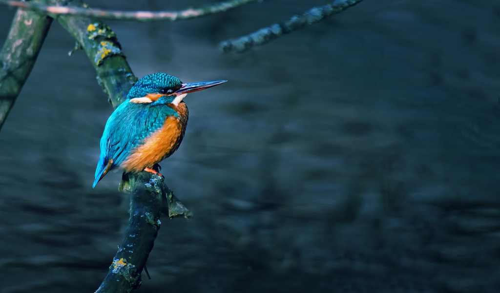 Sfondi Kingfisher On Branch 1024x600