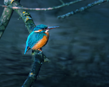 Screenshot №1 pro téma Kingfisher On Branch 220x176