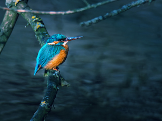 Kingfisher On Branch screenshot #1 320x240
