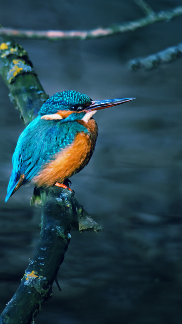 Kingfisher On Branch wallpaper 360x640