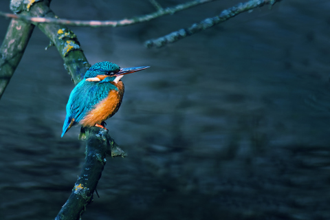 Kingfisher On Branch screenshot #1 480x320