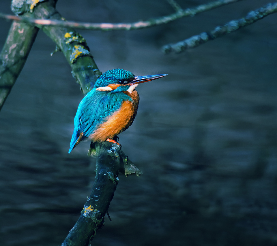 Kingfisher On Branch screenshot #1 960x854