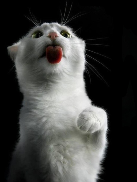 Das White Kitty Wallpaper 480x640