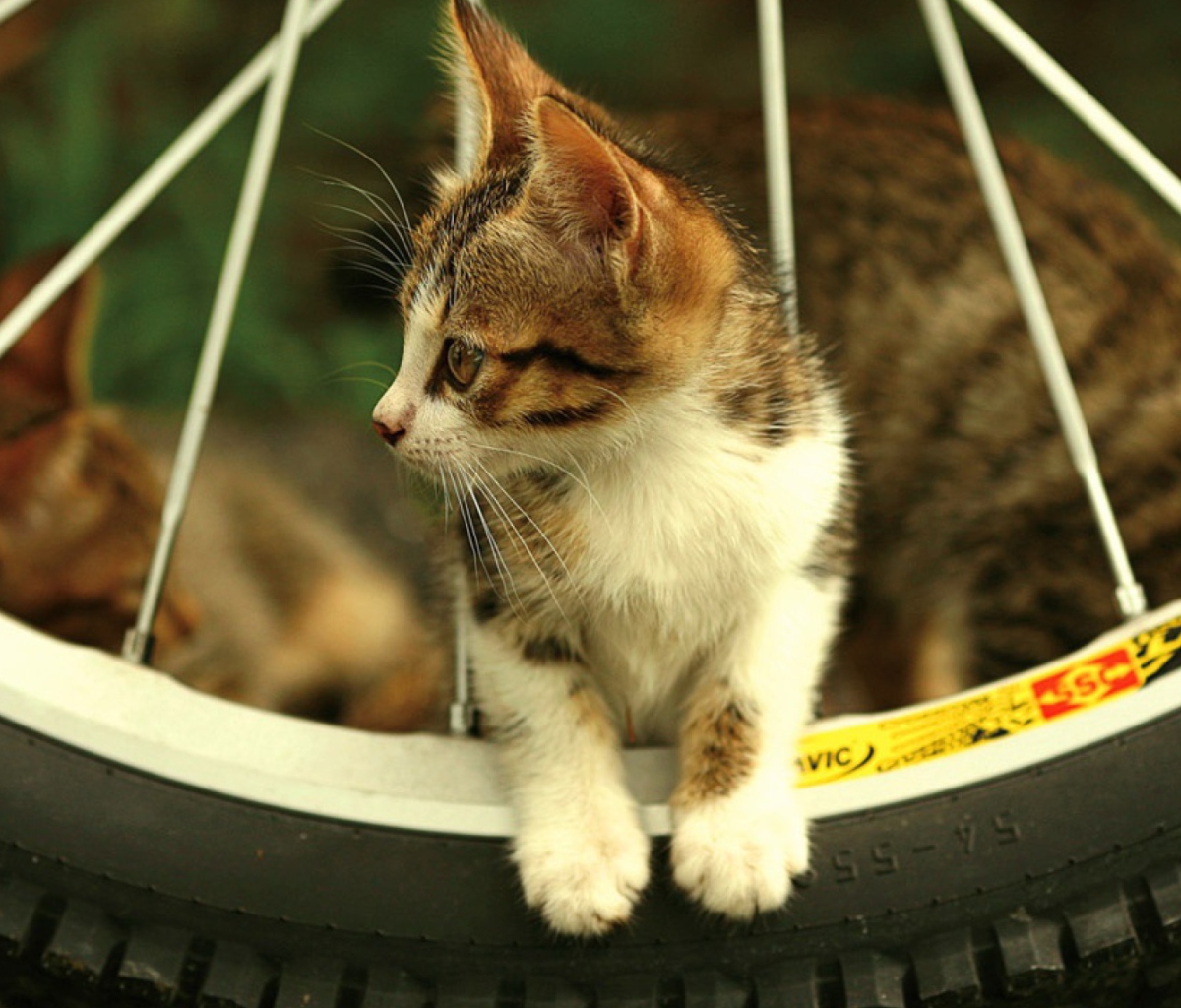 Kitten And Wheel wallpaper 1200x1024