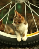 Kitten And Wheel wallpaper 128x160