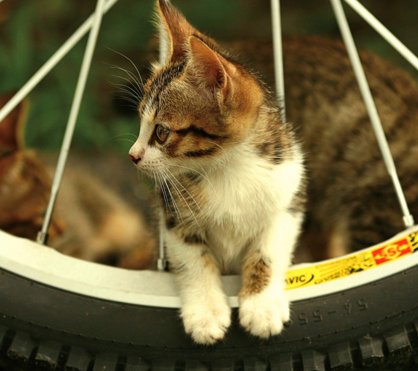 Обои Kitten And Wheel 1440x1280