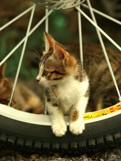 Fondo de pantalla Kitten And Wheel 240x320