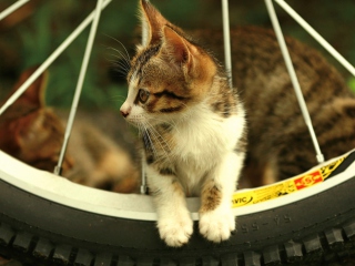 Kitten And Wheel wallpaper 320x240