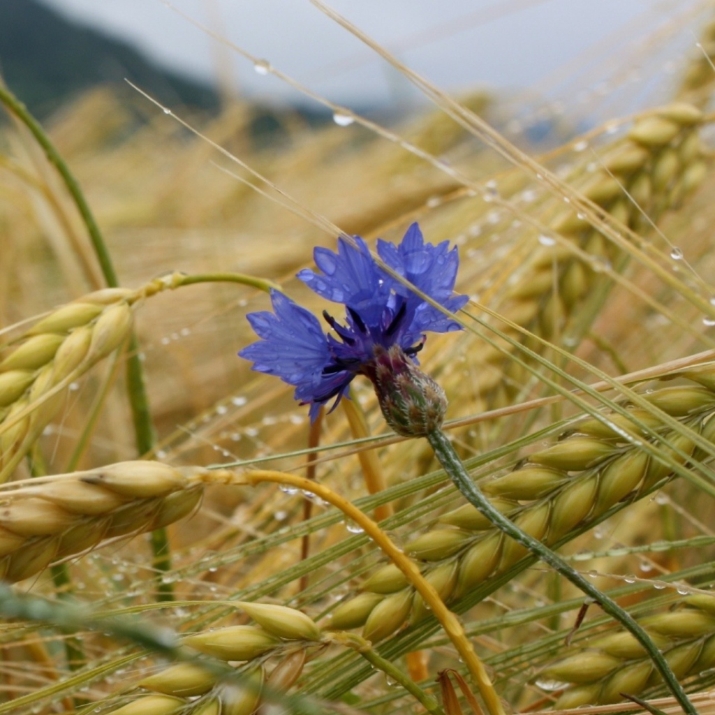 Wheat And Blue Flower wallpaper 1024x1024