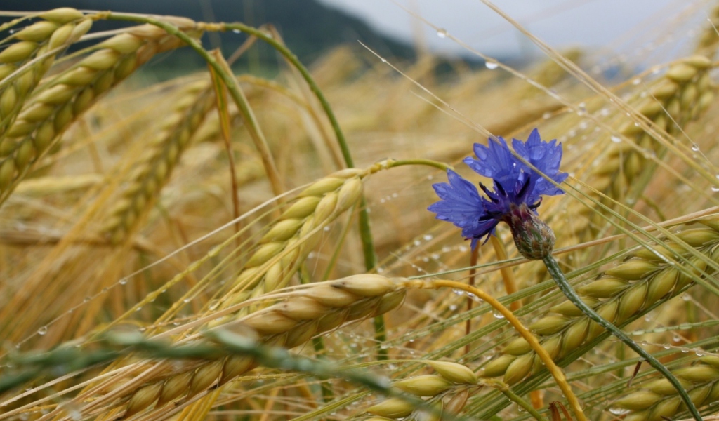 Screenshot №1 pro téma Wheat And Blue Flower 1024x600