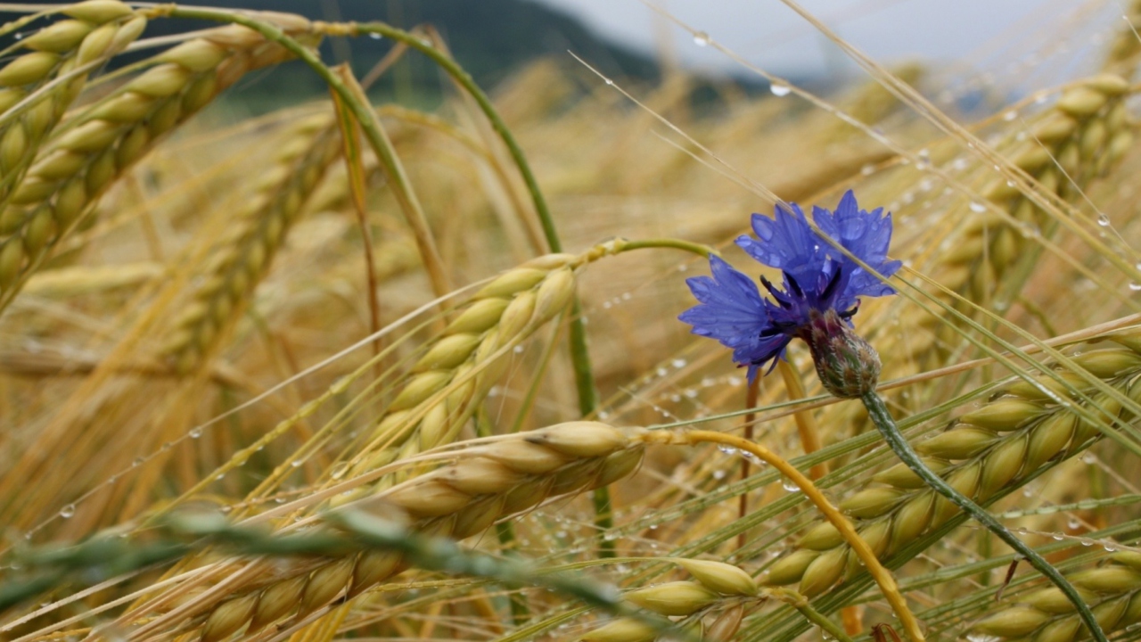 Screenshot №1 pro téma Wheat And Blue Flower 1280x720