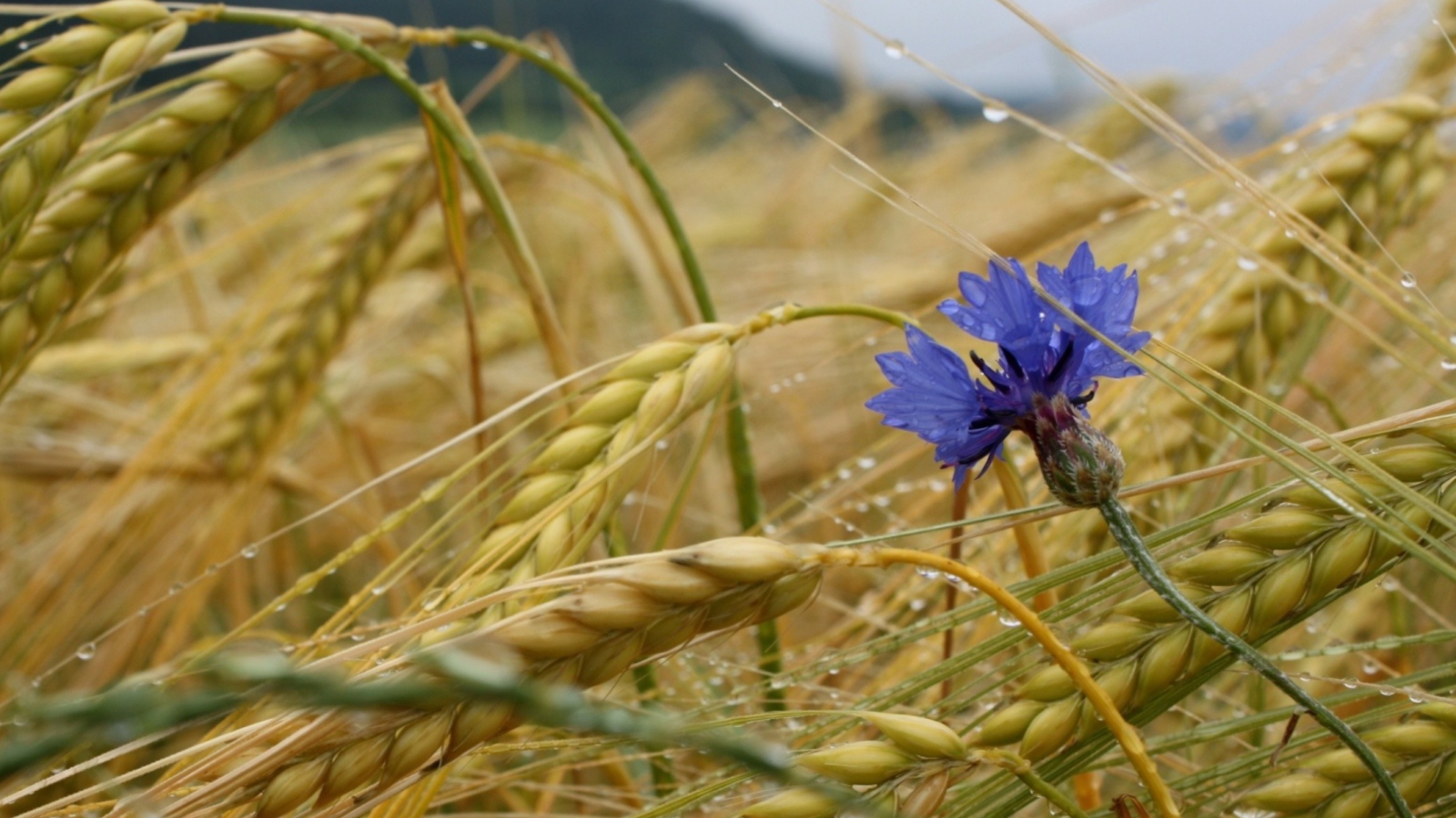 Fondo de pantalla Wheat And Blue Flower 1600x900