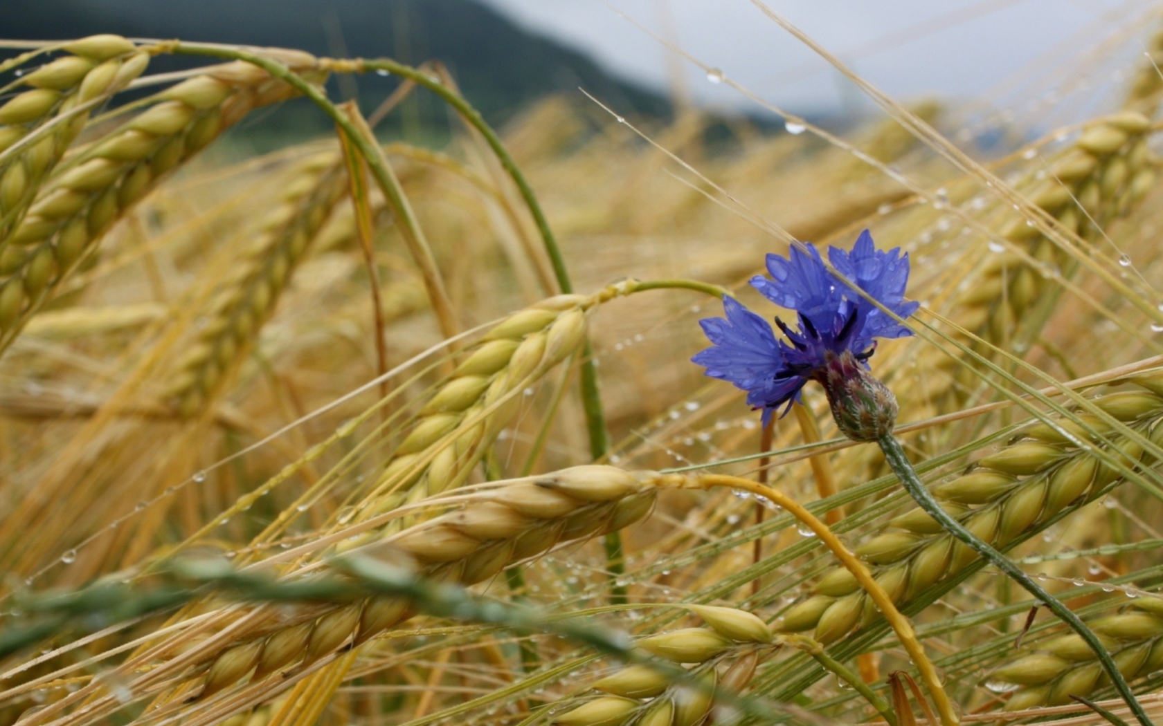 Screenshot №1 pro téma Wheat And Blue Flower 1680x1050