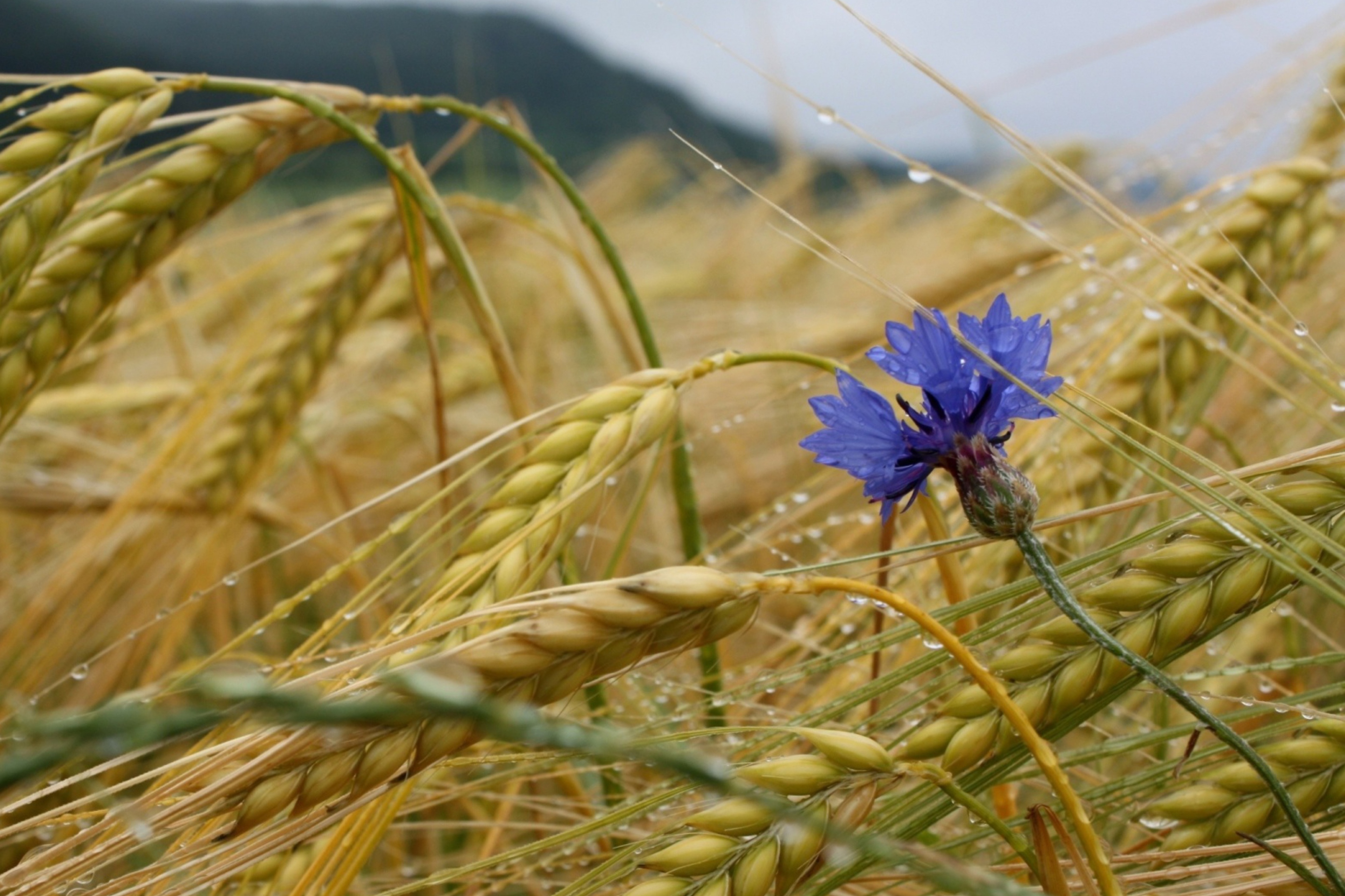 Wheat And Blue Flower wallpaper 2880x1920